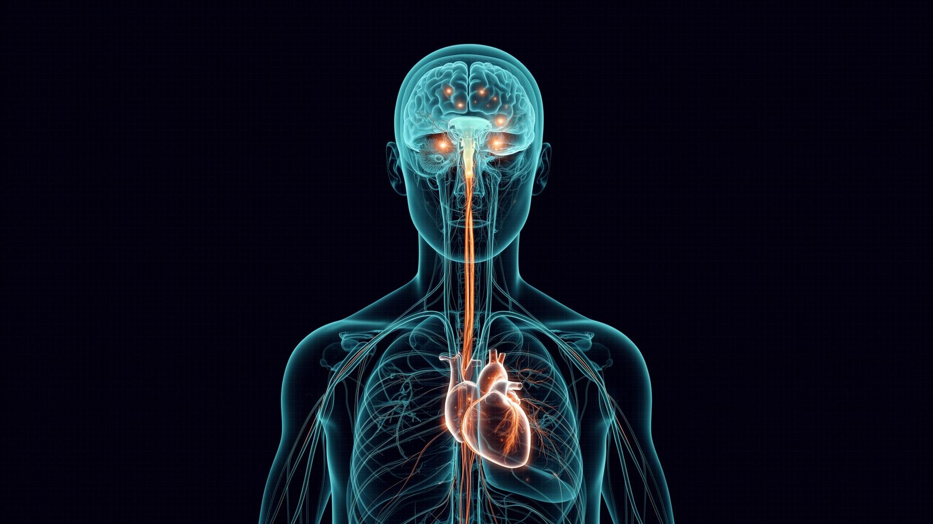 Anatomical illustration showing the brain, vagus nerve, and heart — the neural systems trained by the My Neuro Business protocol.